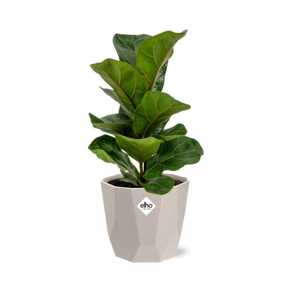 Kamerplant - Ficus Lyrata 'Bambino' - Inclusief grijze sierpot - Pot Ø 14cm