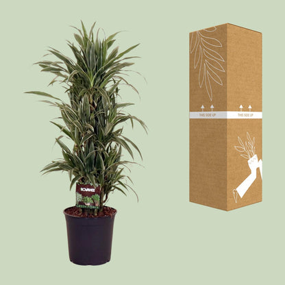XL plant Dracaena Fragrans Warneckei - Luchtzuiverend - Pot Ø 27cm Hoogte ↕ 110cm