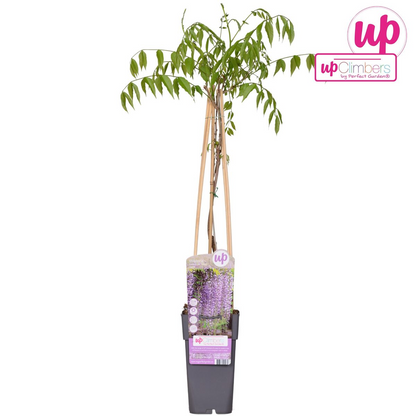 Buitenplant - Wisteria floribunda 'Naga Noda' - Bloeiend - Pot Ø 15cm Hoogte ↕ 65cm