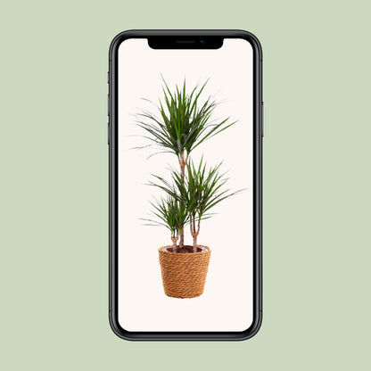 Kamerplant - Dracaena Marginata - Pot Ø 21cm Hoogte ↕ 95cm