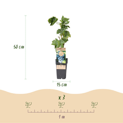 Buitenplant 2x Vitis vinifera 'Regent' (Blauwe druif) - Fruitplant - Pot Ø 15cm Hoogte ↕ 50cm