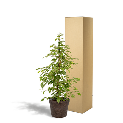 Kamerplant - Ficus benjamina Goldenking - Inclusief mand - Pot Ø 21cm Hoogte ↕ 95cm