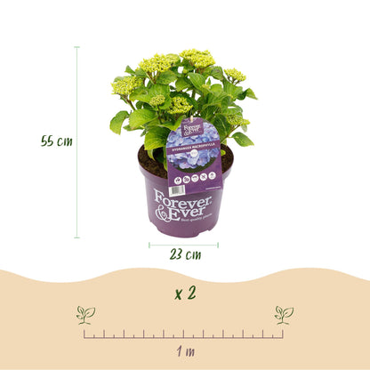 Buitenplant 2x Hydrangea Forever & Ever Blauw - Rijkbloeiend - Pot Ø 23cm Hoogte ↕ 55cm