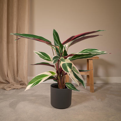 Kamerplant - Calathea Triostar (Pauwenplant) - Pot Ø 19cm Hoogte ↕ 70cm