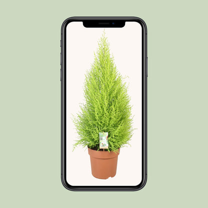 Kamerplant - Cupressus Goldcrest Wilma - Pot Ø 21cm Hoogte ↕ 90cm
