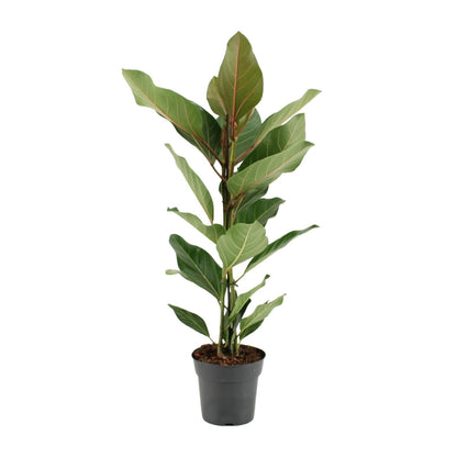 Kamerplant - Ficus Benghalensis Joy - Pot Ø 17cm Hoogte ↕ 65cm