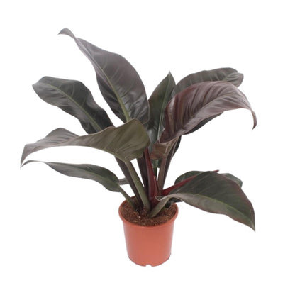 Kamerplant - Philodendron Imperial Red - Pot Ø 17cm Hoogte ↕ 60cm