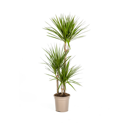 Kamerplant - Dracaena Marginata Green - Pot Ø 21cm Hoogte ↕ 110-130cm
