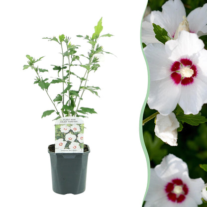 Buitenplant - Hibiscus syriacus 'Red Heart' - Wit met Rood Hart - Pot Ø 17cm Hoogte ↕ 45cm