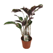 Kamerplant - Calathea 'Fusion White' - Pot Ø 14cm Hoogte ↕ 40cm
