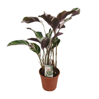 Kamerplant - Calathea 'Fusion White' - Pot Ø 14cm Hoogte ↕ 40cm