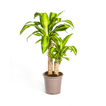 Kamerplant - Dracaena Fragrans Massangeana - Luchtzuiverend - Pot Ø 19cm Hoogte ↕ 70-90cm