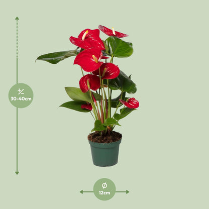 Kamerplant - Anthurium Red - Pot Ø 12cm Hoogte ↕ 40cm