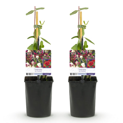 Buitenplant 2x Lonicera Serotina - Bloeiend - Pot Ø 11cm Hoogte ↕ 40cm