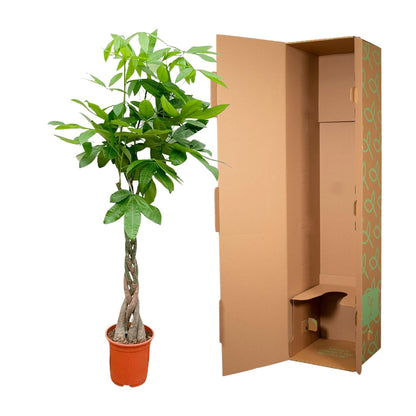 Pachira Aquatica - 120cm - ø24cm