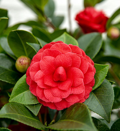 Buitenplant - Camellia japonica 'Black Lace' - Bloeiend - Pot Ø 19cm Hoogte ↕ 65cm