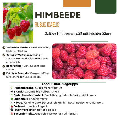 Buitenplant - "Vruchten feestje" BIO Fruitplanten mix - Set van 3 soorten