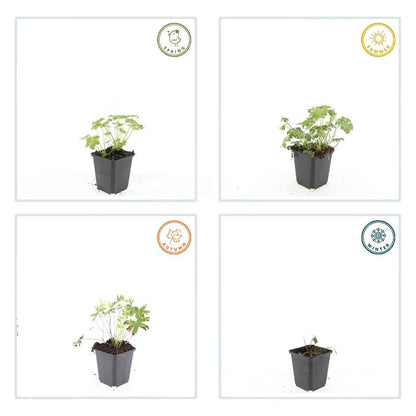 Buitenplant 12x Geranium sang. 'Album' - Bloeiend - Pot Ø 9cm Hoogte ↕ 10-25cm