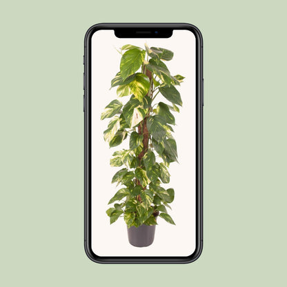 Kamerplant - Epipremnum Pinnatum - Luchtzuiverend - Pot Ø 24cm Hoogte ↕ 120cm