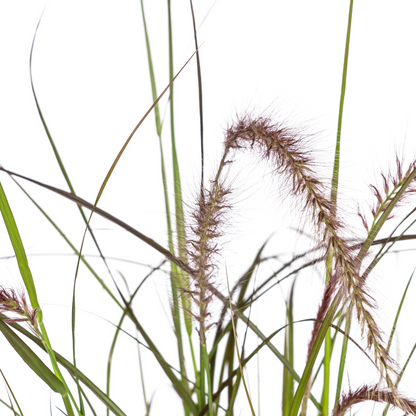 Buitenplant 4x Pennisetum x advena Rubrum - Siergrass - Pot Ø 13cm Hoogte ↕ 50-60cm