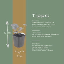 Buitenplant 60x Brunnera macr. 'Jack Frost' - Pot Ø 9cm Hoogte ↕ 10-25cm