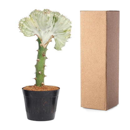 Kamerplant - Euphorbia lactea Cristata wit - Pot Ø 10,5cm Hoogte ↕ 30cm
