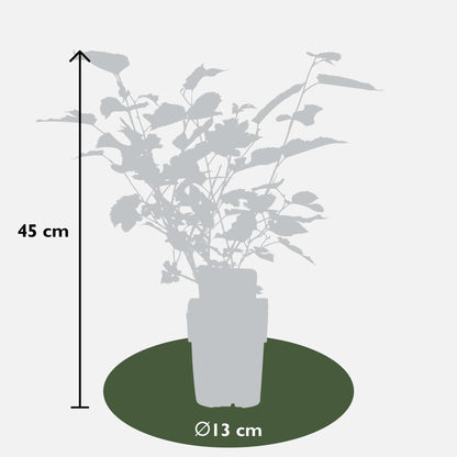 Buitenplant - Morus nigra 'Mulle' - Pot Ø 13cm Hoogte ↕ 45cm