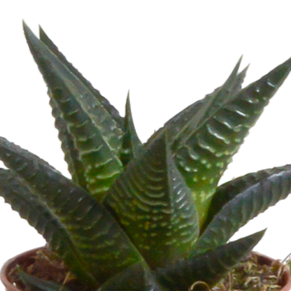 Kamerplant 5x Gasteria/Haworthia mix - in witte pot - Pot Ø 5,5cm