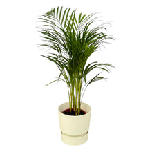 Kamerplant - Areca Palm - Pot Ø 19cm Hoogte ↕ 70cm