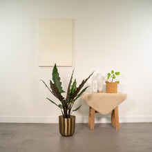 Kamerplant - Alocasia Lauterbachiana - Inclusief sierpot - Pot Ø 19cm Hoogte ↕ 80cm