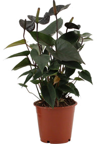 Kamerplant - Anthurium Black Love - Pot Ø 12cm Hoogte ↕ 36cm