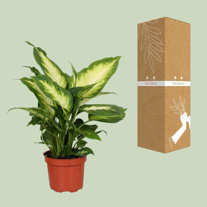 Kamerplant - Dieffenbachia Camilla - Pot Ø 12cm Hoogte ↕ 35cm