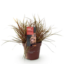 Buitenplant - Uncinia rubra Everflame - Winterhard - Pot Ø 17cm Hoogte ↕ 50cm