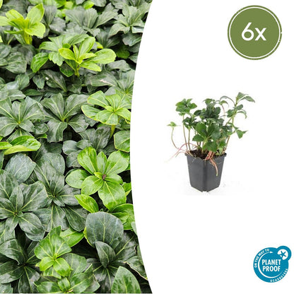 Buitenplant 6x Pachysandra terminalis 'Green Sheen' - Groenblijvend - Pot Ø 9cm Hoogte ↕ 10-25cm