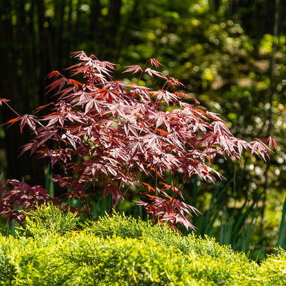 Buitenplant 2x Acer palmatum Atropurpureum - Pot Ø 19cm Hoogte ↕ 70cm