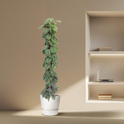 XL Kamerplant - Scindapsus Pictus Trebie Mosstok - Pot Ø 30cm Hoogte ↕ 160cm