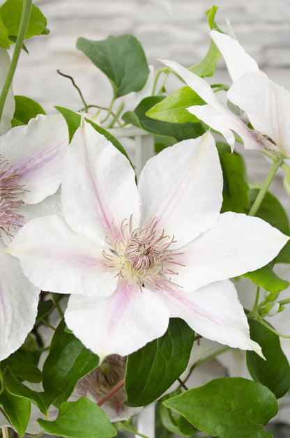 Buitenplant - Clematis Corinne - Bloeiend - Pot Ø 15cm Hoogte ↕ 65cm