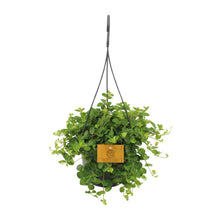 Kamerplant - Peperomia Rotundifolia - Pot Ø 15cm Hoogte ↕ 25cm