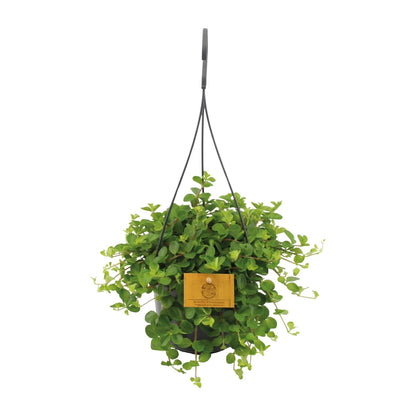 Kamerplant - Peperomia Rotundifolia - Pot Ø 15cm Hoogte ↕ 25cm