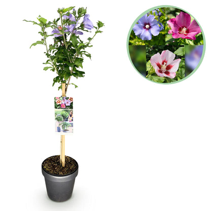 Buitenplant - Hibiscus syriacus 'Tricolour' op stam - Winterhard - Bloeiend - Pot Ø 19cm Hoogte ↕ 90cm