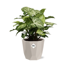 Kamerplant - Syngonium Arrow - Pot Ø 14cm