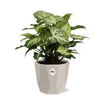 Kamerplant - Syngonium Arrow - Pot Ø 14cm