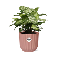 Kamerplant - Syngonium Arrow - Pot Ø 14cm