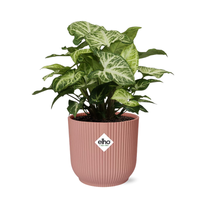 Kamerplant - Syngonium Arrow - Pot Ø 14cm