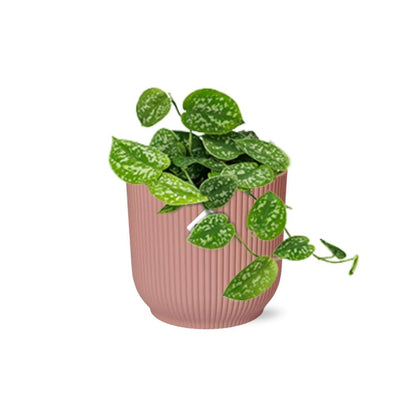 Kamerplant - Scindapsus Pictus 'Argyraeus' - Pot Ø 14cm
