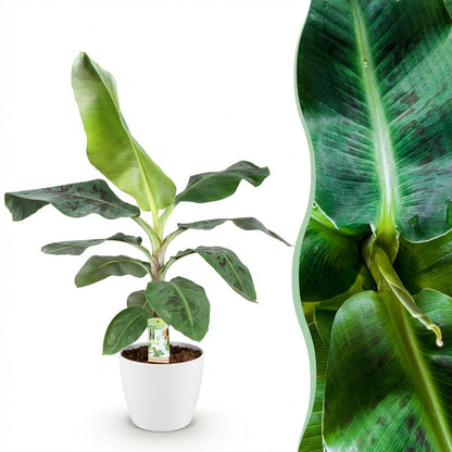 Kamerplant - Musa acuminata Dwarf Cavendish - Pot Ø 21cm Hoogte ↕ 70-75cm
