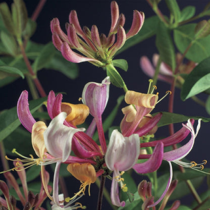 Buitenplant 2x Lonicera Serotina - Bloeiend - Pot Ø 11cm Hoogte ↕ 40cm