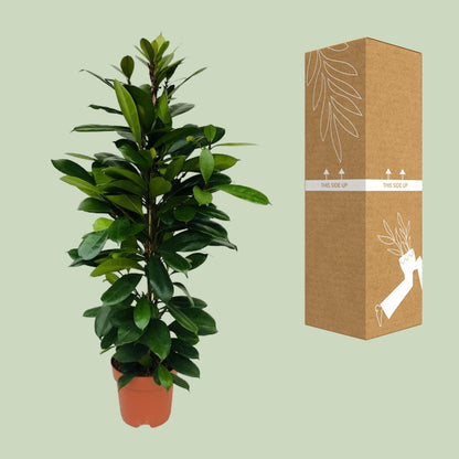 XL kamerplant - Ficus Cyathistipula - Pot Ø 21cm Hoogte ↕ 105cm