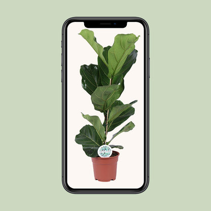 Kamerplant - Ficus Lyrata - Pot Ø 17cm Hoogte ↕ 60cm