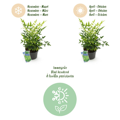 Buitenplant 2x Nandina Lemon & Lime - Groenblijvend - Pot Ø 17cm Hoogte ↕ 45cm